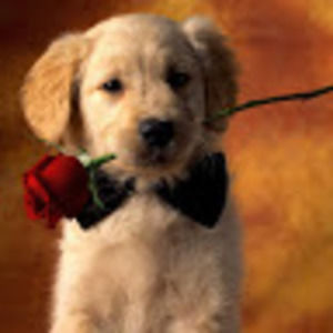 Meet your Posher, Semira